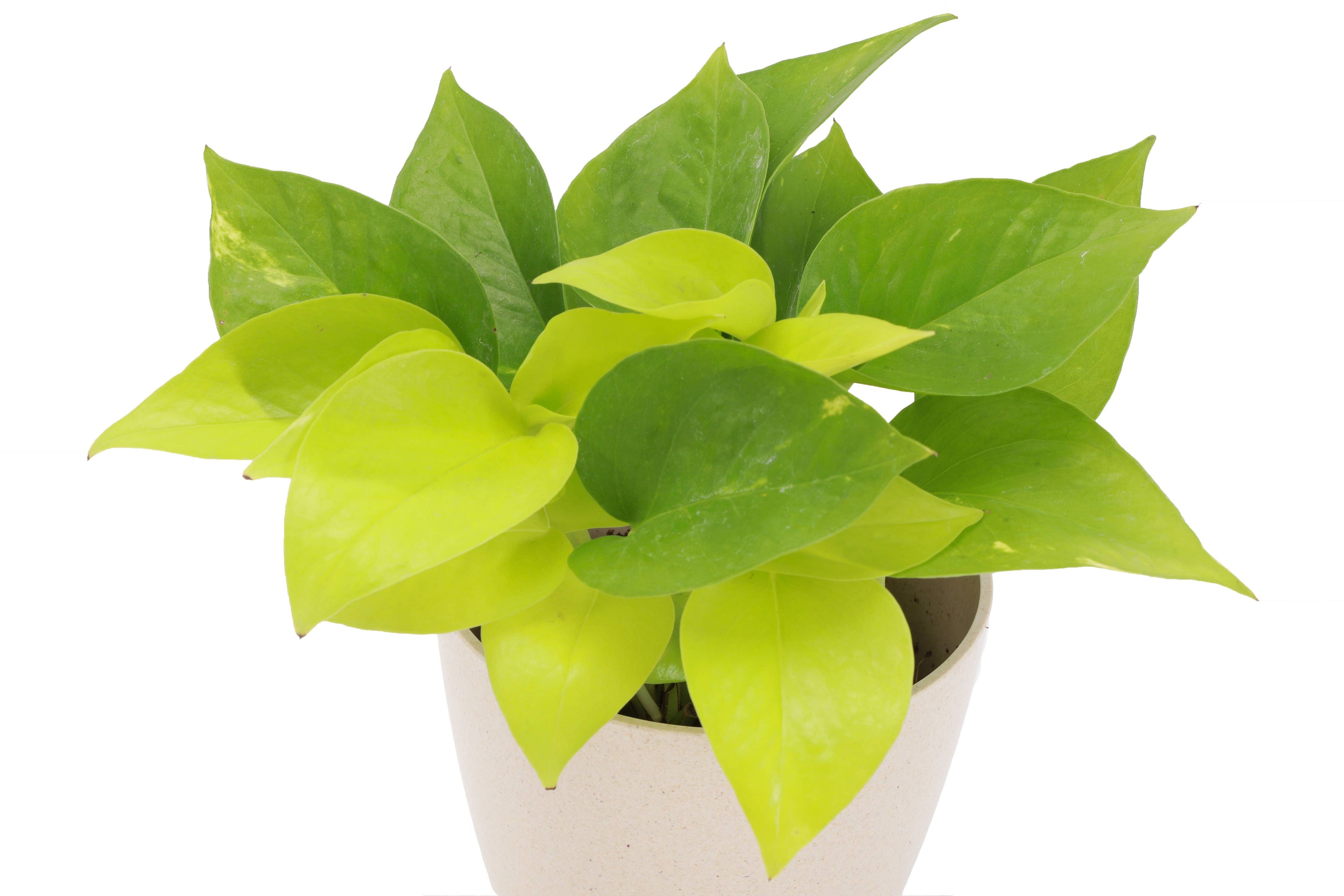 Neon Pothos Plant - 3”