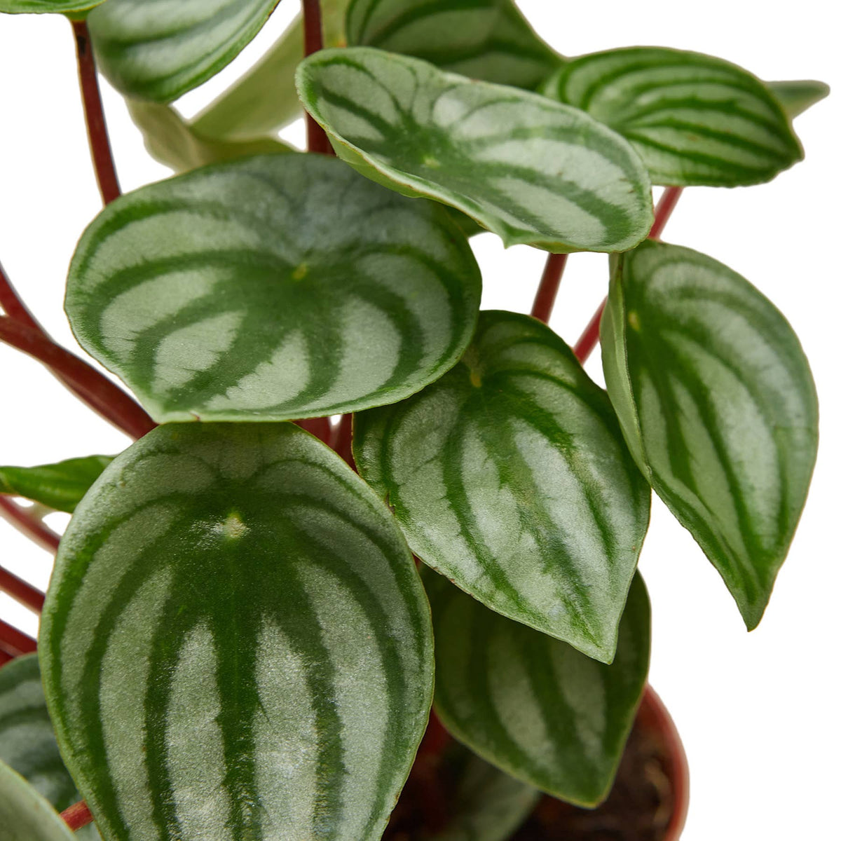 Happy Roots Happy Roots 605 | Houseplants & Props