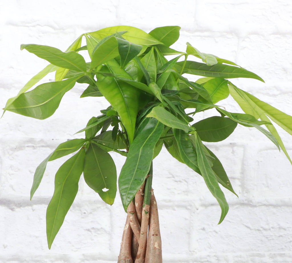 Money Tree - 4" Live Plant