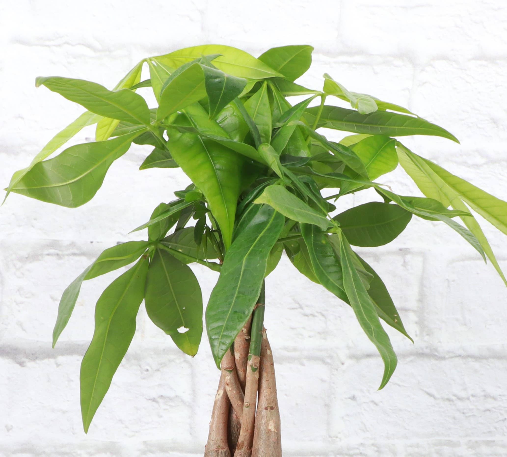 Money Tree - 4" Live Plant
