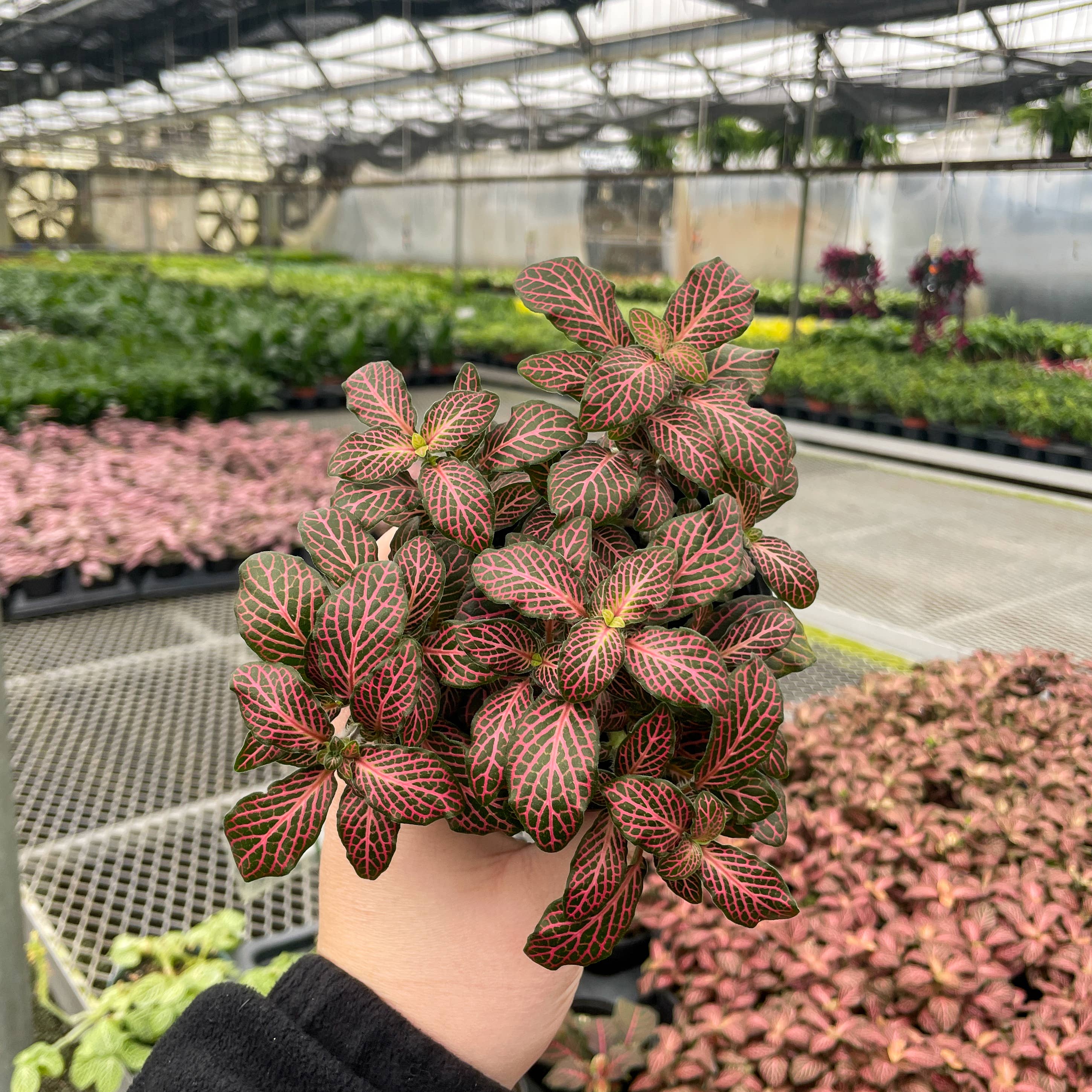 Pink Fittonia Nerve Plant -3”