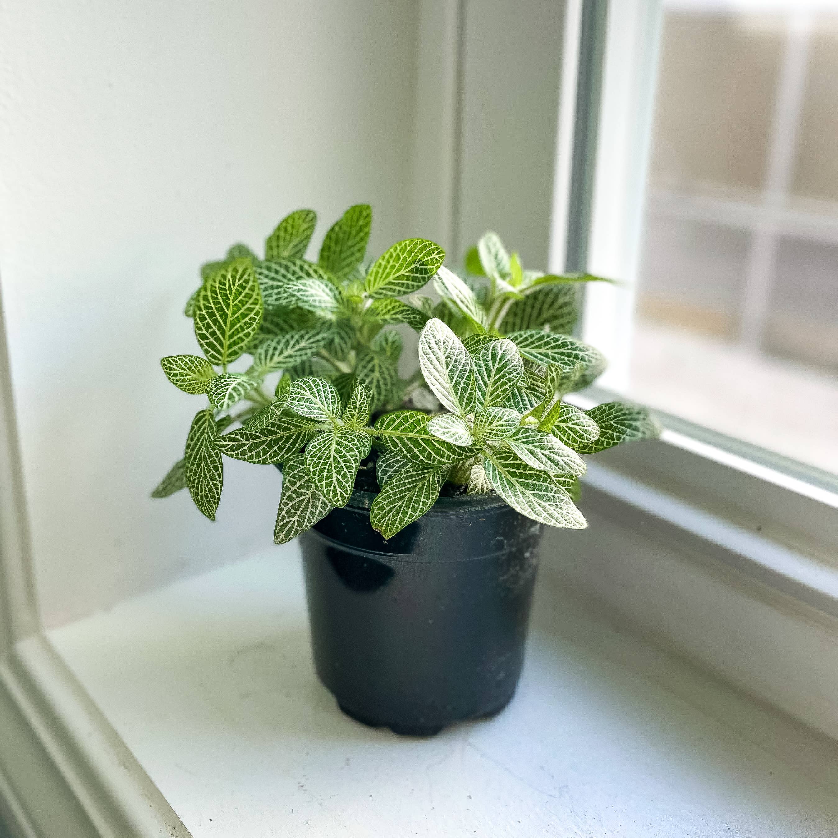 White Fittonia Nerve Plant - 4”