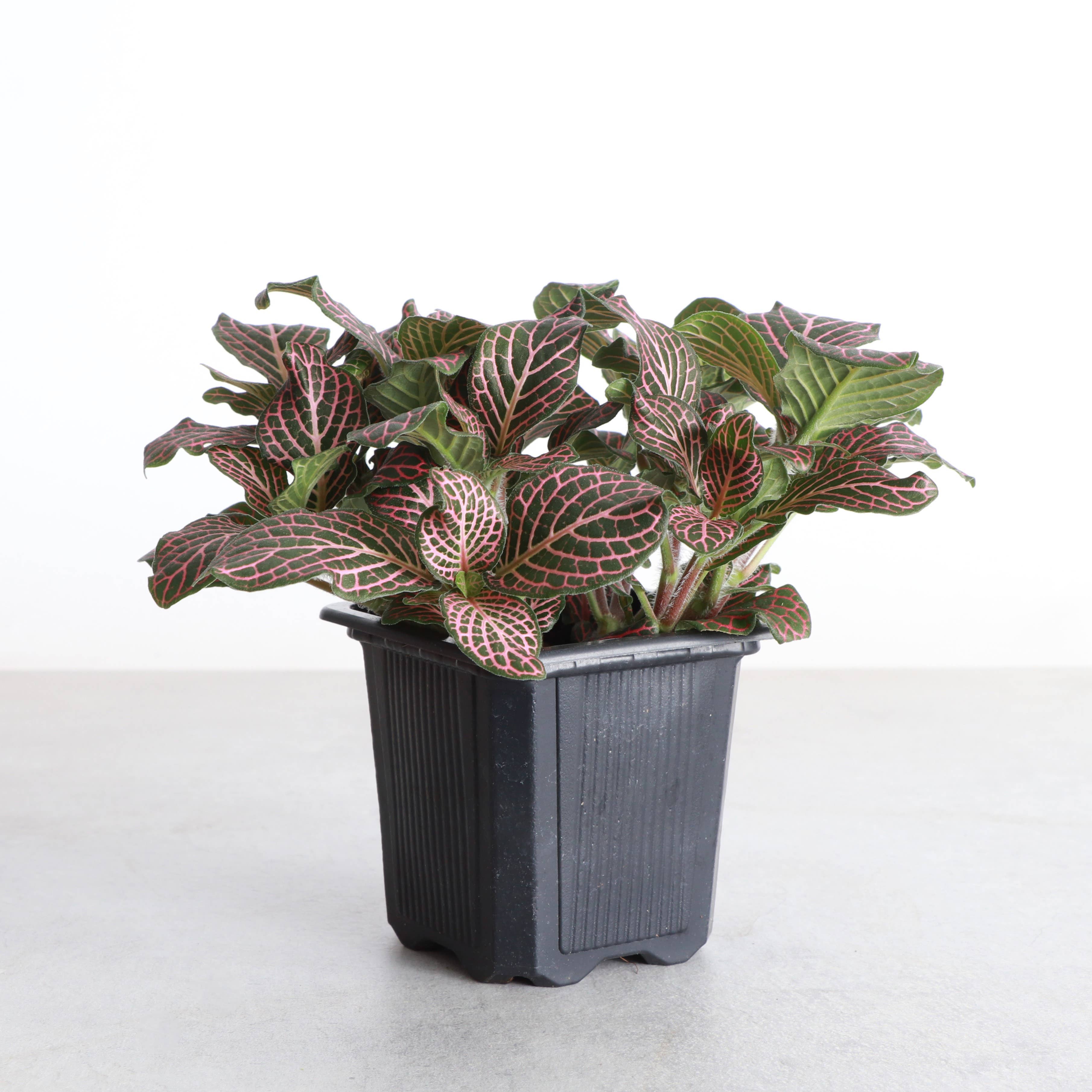 Pink Fittonia Nerve Plant -3”