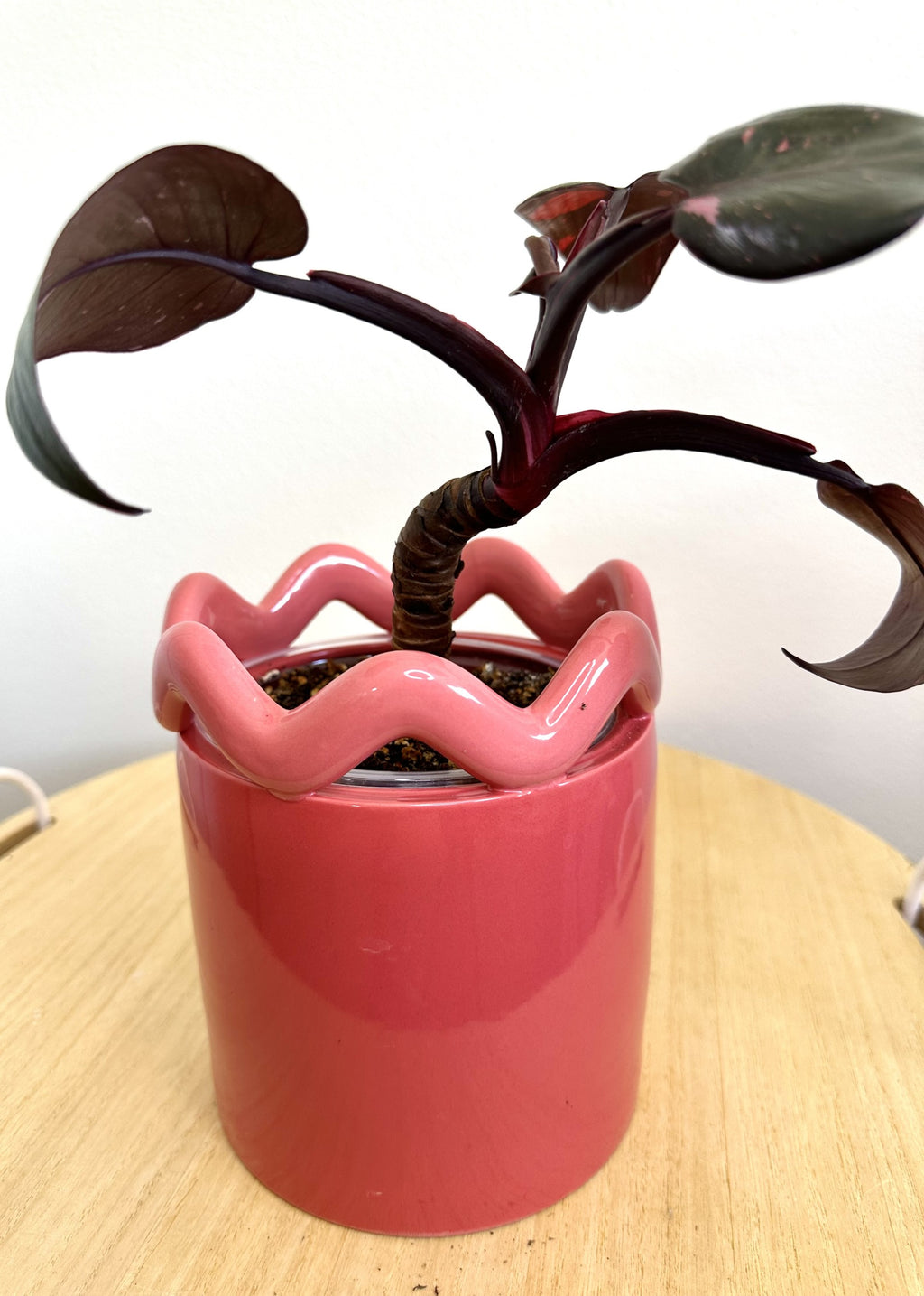 Pink Princess Philodendron