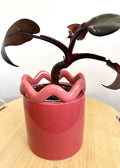 Pink Princess Philodendron