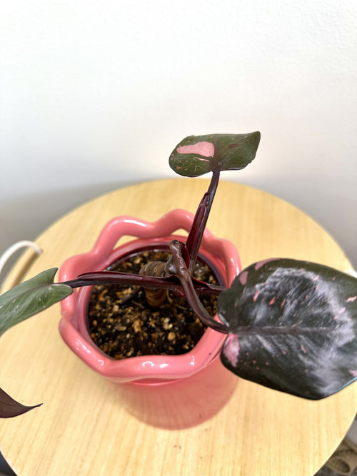 Pink Princess Philodendron