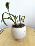 Silver Squill