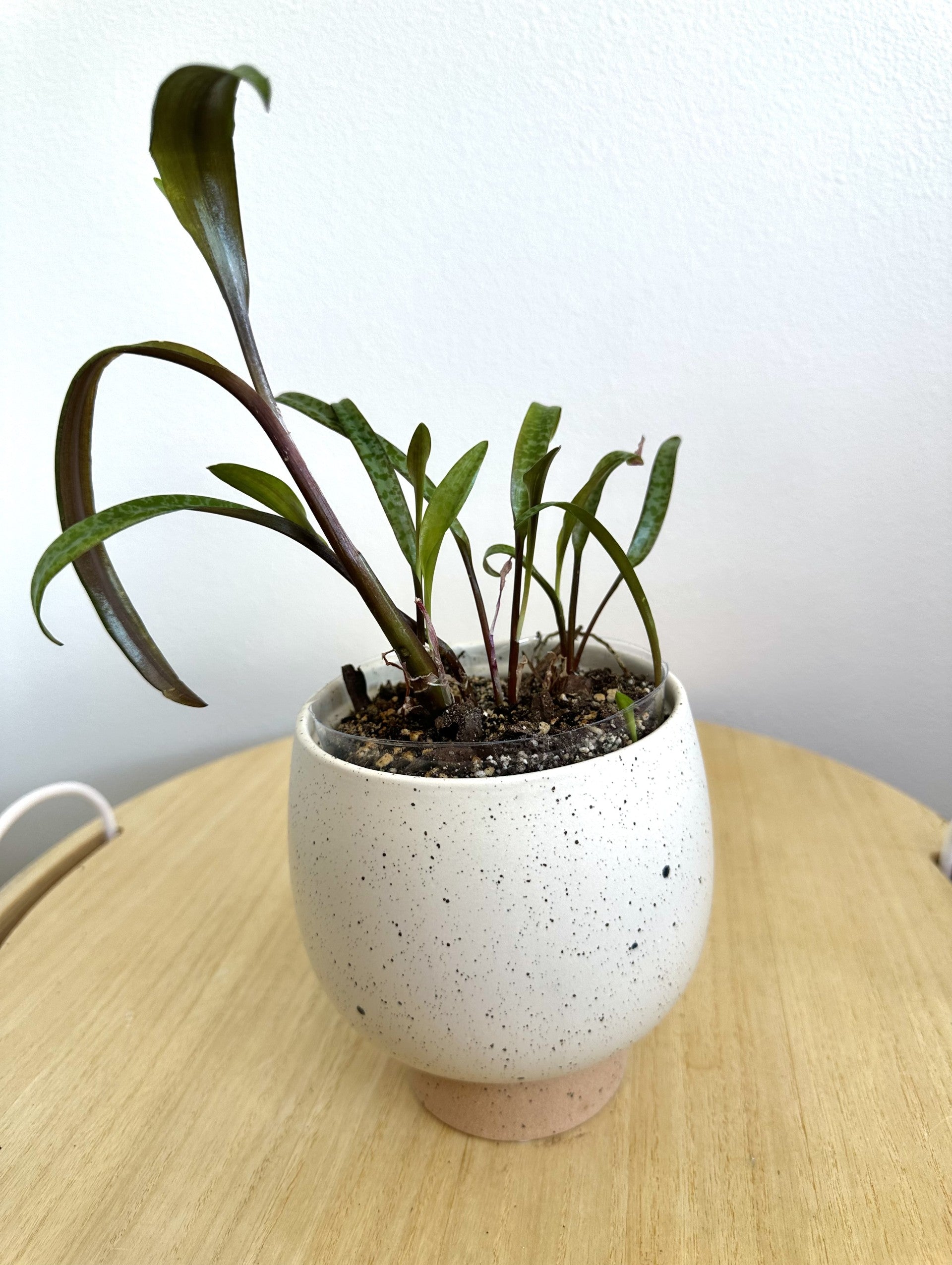Silver Squill