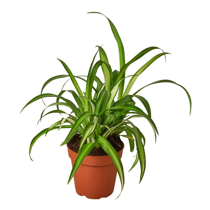 Creepy Plant Bundle!
