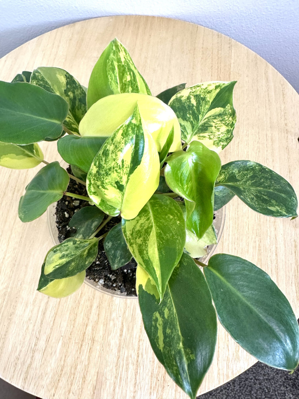 Burle Marx Philodendron