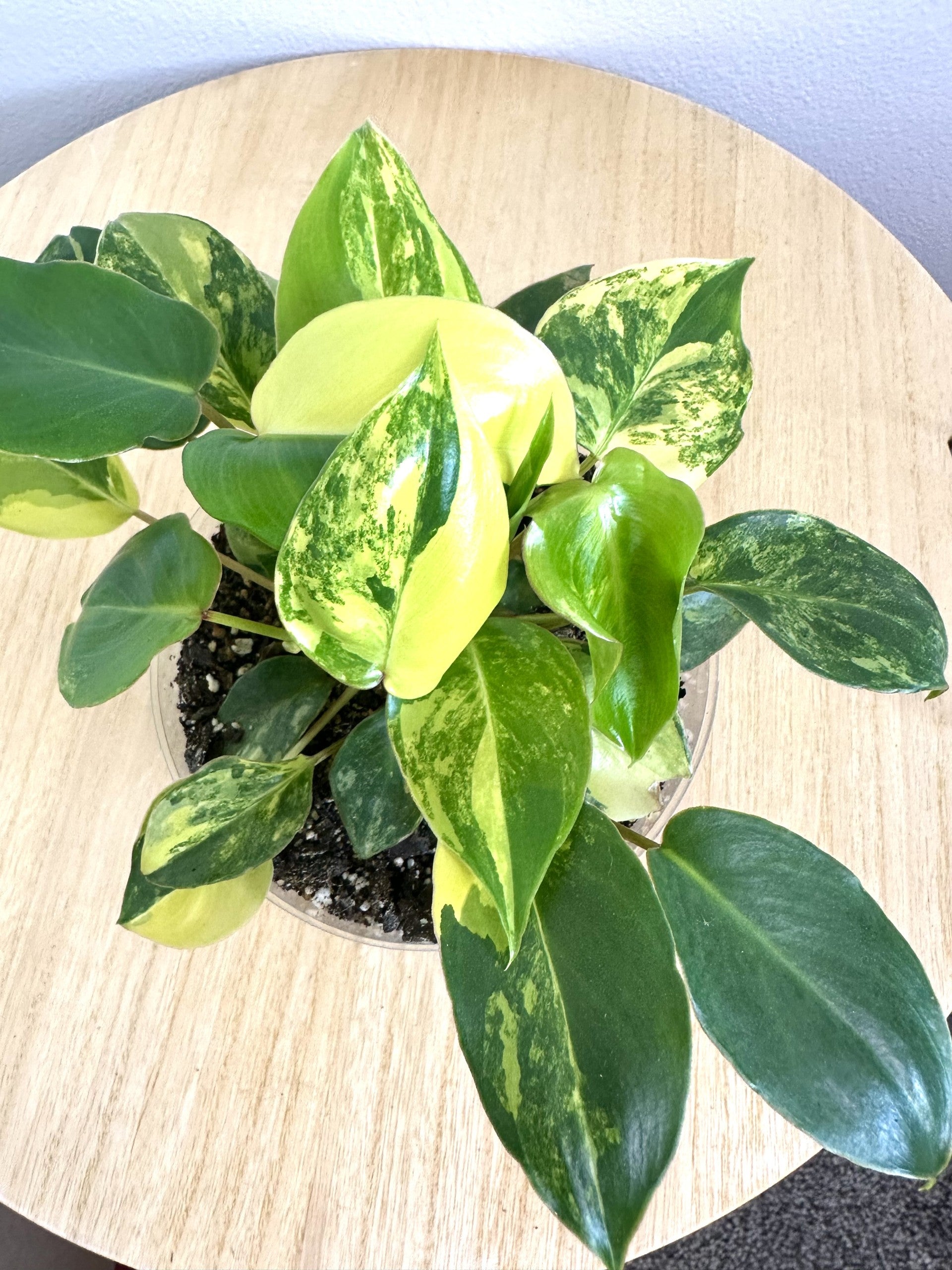 Burle Marx Philodendron