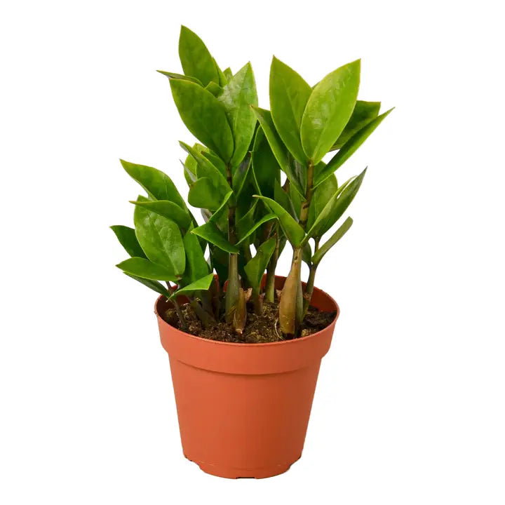 ZZ plant